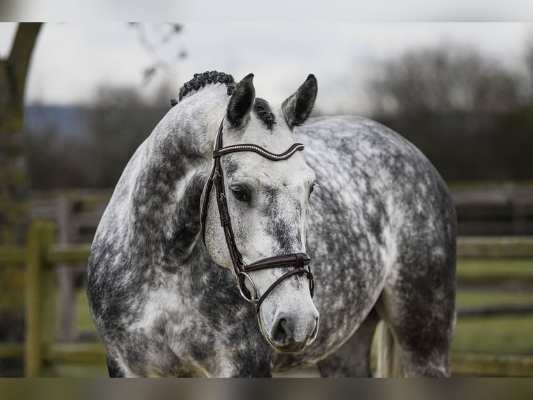 Hannoveriano Caballo castrado 6 años 168 cm Tordo in Riedstadt