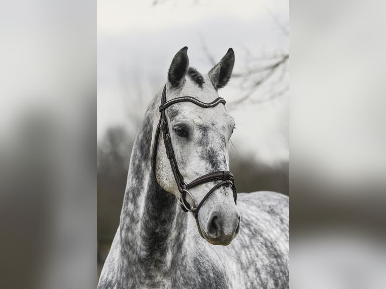 Hannoveriano Caballo castrado 6 años 168 cm Tordo in Riedstadt