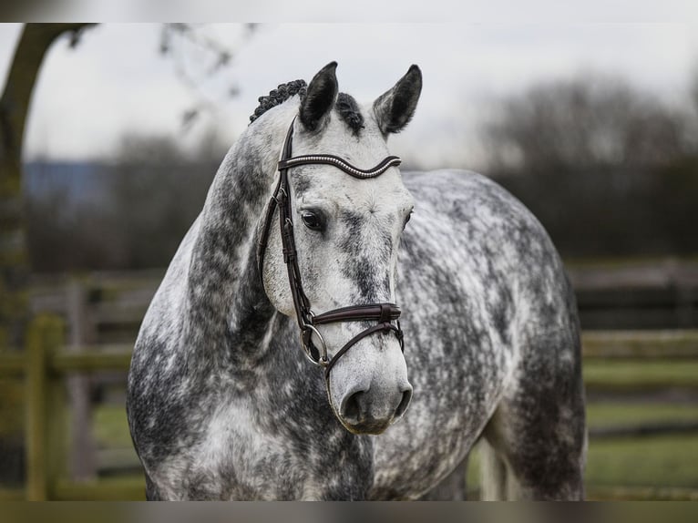 Hannoveriano Caballo castrado 6 años 168 cm Tordo in Riedstadt