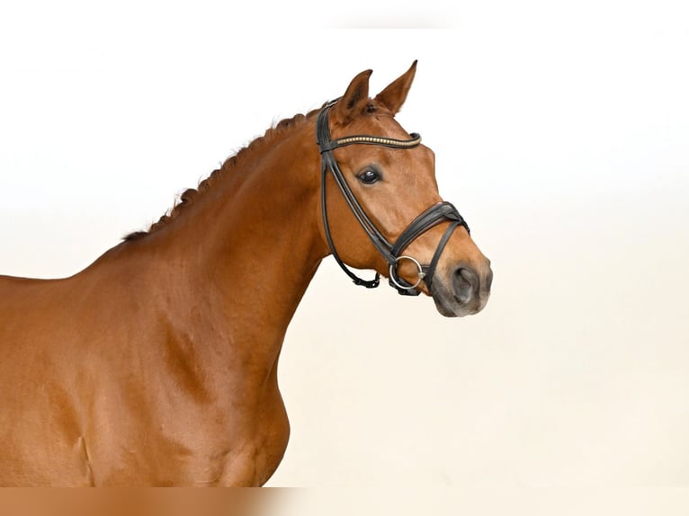 Hannoveriano Caballo castrado 6 años 169 cm Alazán in Saerbeck