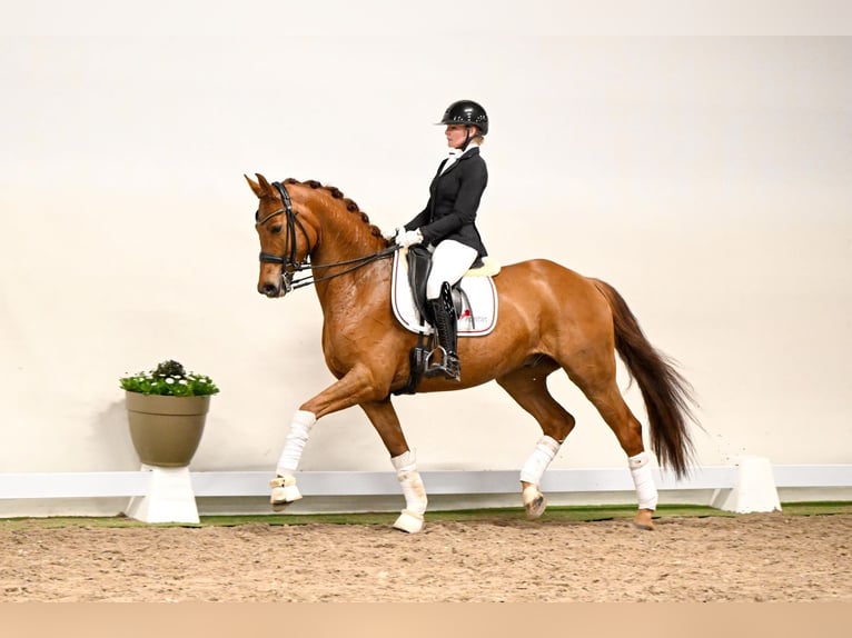 Hannoveriano Caballo castrado 6 años 169 cm Alazán in Saerbeck