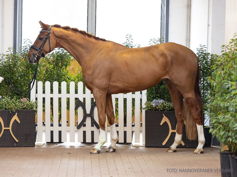 Hannoveriano Caballo castrado 6 años 169 cm Alazán in Verden