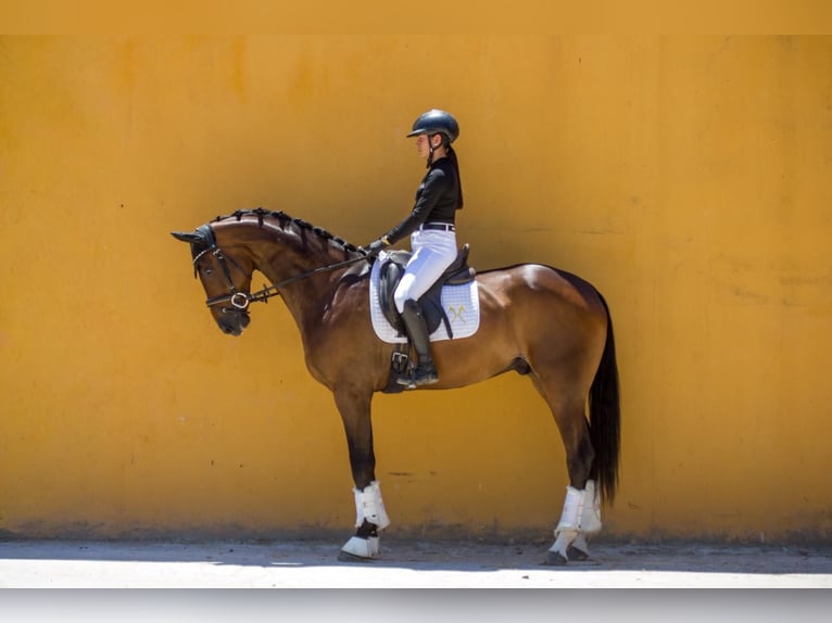 Hannoveriano Caballo castrado 6 años 169 cm Castaño in Algeciras