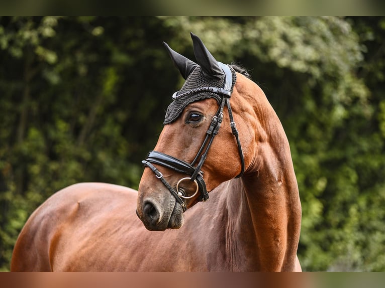 Hannoveriano Caballo castrado 6 años 169 cm Castaño in Riedstadt