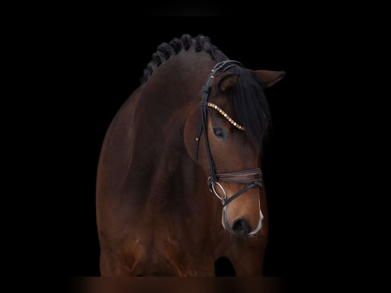 Hannoveriano Caballo castrado 6 años 169 cm Castaño in Wehringen