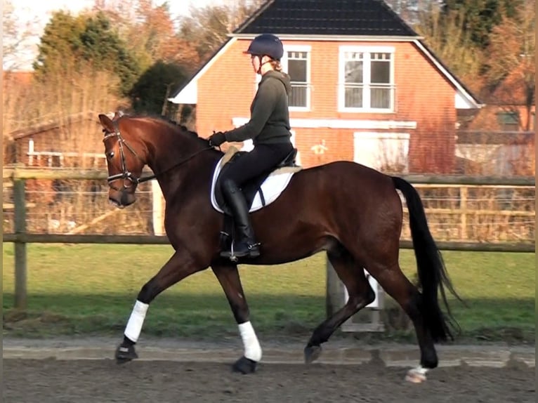 Hannoveriano Caballo castrado 6 años 169 cm Castaño in Linau