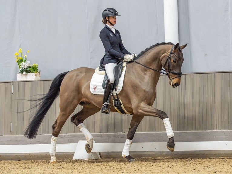 Hannoveriano Caballo castrado 6 años 169 cm Castaño in Mnster-Handorf