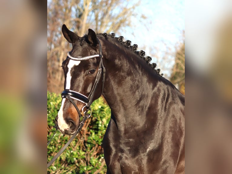 Hannoveriano Caballo castrado 6 años 169 cm Castaño in Selsingen
