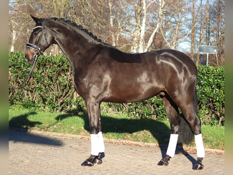 Hannoveriano Caballo castrado 6 años 169 cm Castaño in Selsingen