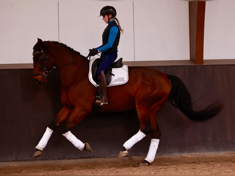 Hannoveriano Caballo castrado 6 años 169 cm Castaño oscuro in Henstedt-Ulzburg