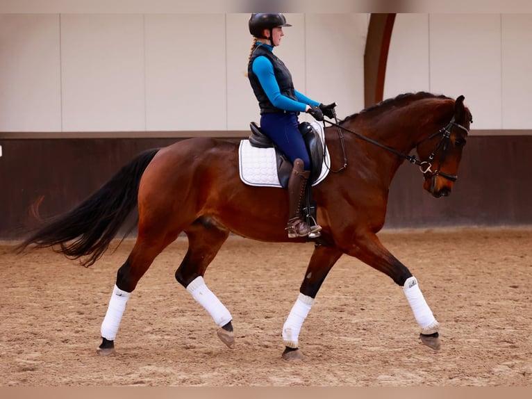 Hannoveriano Caballo castrado 6 años 169 cm Castaño oscuro in Henstedt-Ulzburg