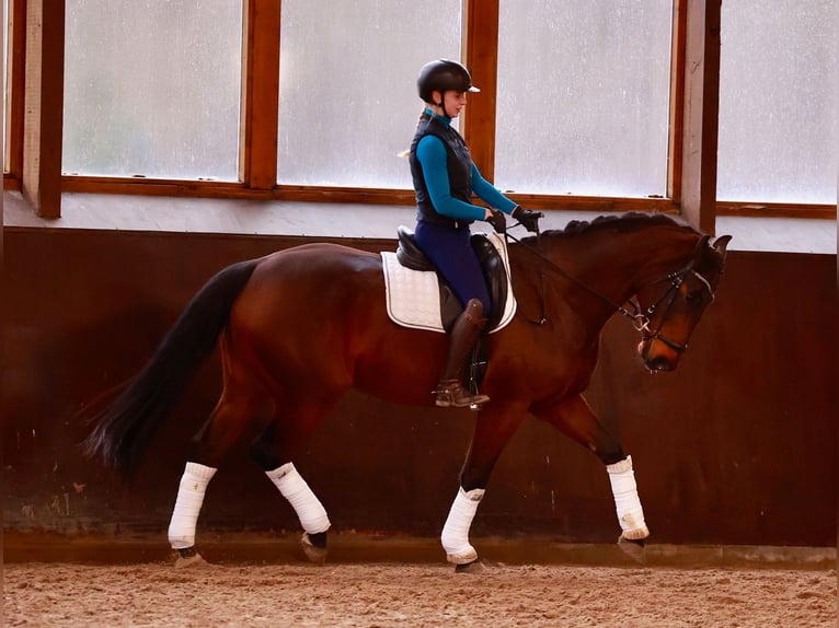 Hannoveriano Caballo castrado 6 años 169 cm Castaño oscuro in Henstedt-Ulzburg