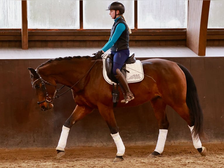 Hannoveriano Caballo castrado 6 años 169 cm Castaño oscuro in Henstedt-Ulzburg