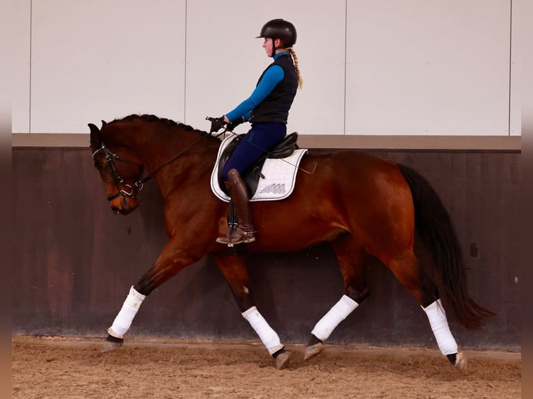 Hannoveriano Caballo castrado 6 años 169 cm Castaño oscuro in Henstedt-Ulzburg