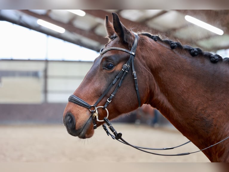 Hannoveriano Caballo castrado 6 años 169 cm Castaño oscuro in Henstedt-Ulzburg