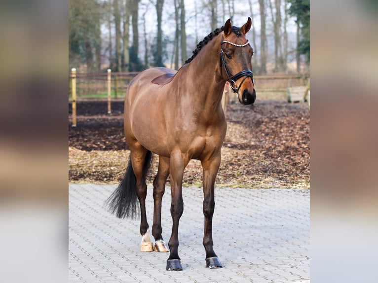 Hannoveriano Caballo castrado 6 años 169 cm Castaño oscuro in Lienen