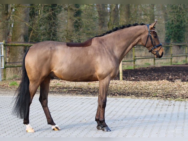 Hannoveriano Caballo castrado 6 años 169 cm Castaño oscuro in Lienen