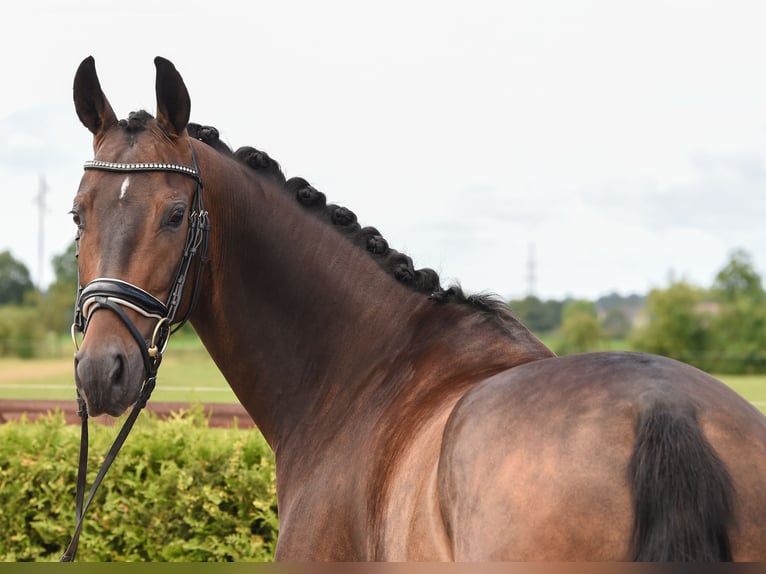 Hannoveriano Caballo castrado 6 años 169 cm Castaño oscuro in Tiddische