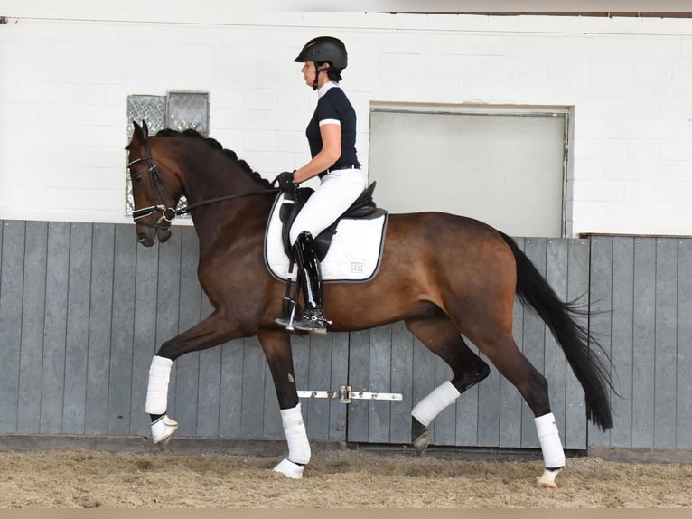 Hannoveriano Caballo castrado 6 años 169 cm Castaño oscuro in Tiddische