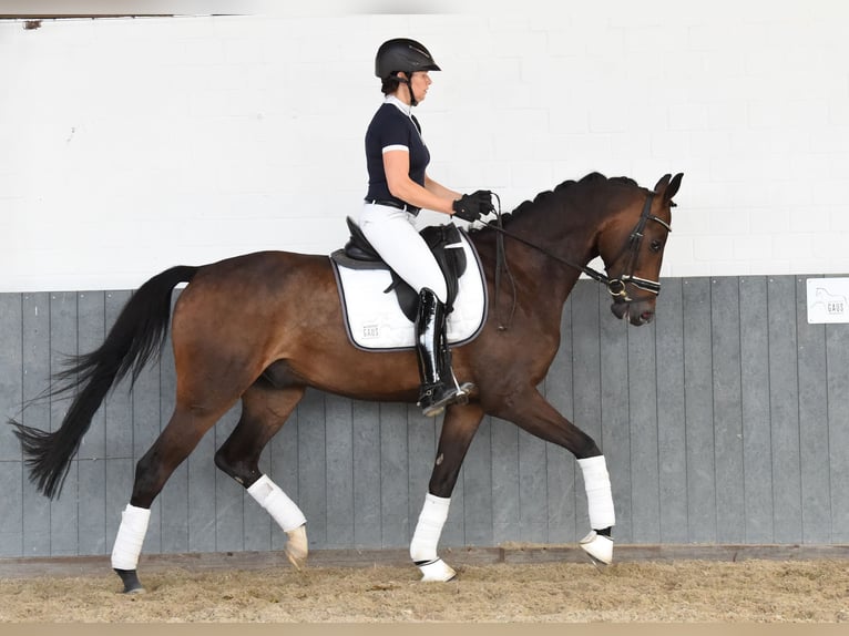 Hannoveriano Caballo castrado 6 años 169 cm Castaño oscuro in Tiddische