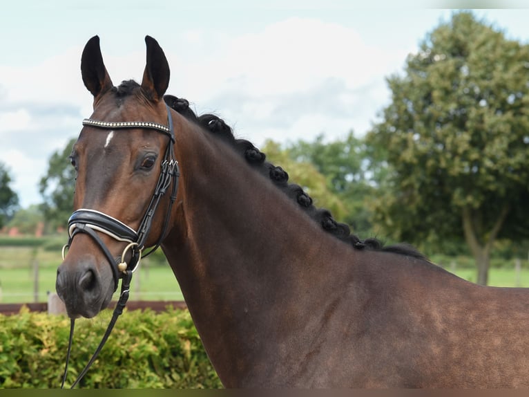 Hannoveriano Caballo castrado 6 años 169 cm Castaño oscuro in Tiddische