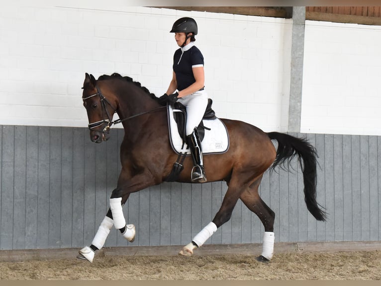 Hannoveriano Caballo castrado 6 años 169 cm Castaño oscuro in Tiddische