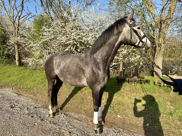 Hannoveriano Caballo castrado 6 años 169 cm Tordo in Grevenbroich