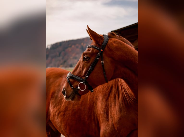 Hannoveriano Caballo castrado 6 años 170 cm Alazán in Stattegg