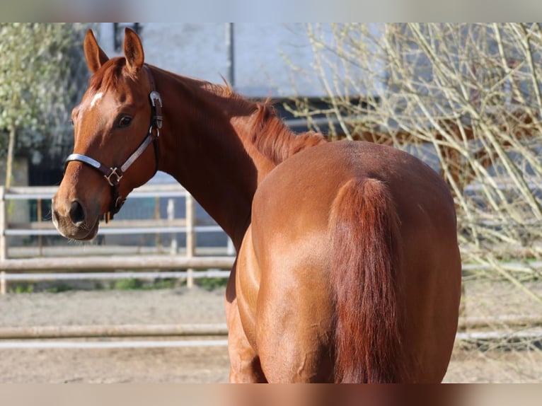 Hannoveriano Caballo castrado 6 años 170 cm Alazán in Üxheim