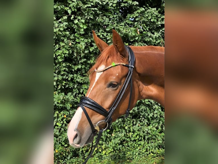 Hannoveriano Caballo castrado 6 años 170 cm Alazán in Dörverden Hannoveriano Caballo castrado 6 años 170 cm Alazán in Dörverden