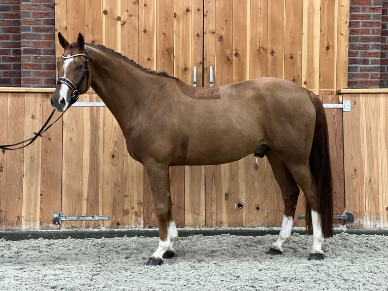 Hannoveriano Caballo castrado 6 años 170 cm Alazán in Stadtlohn