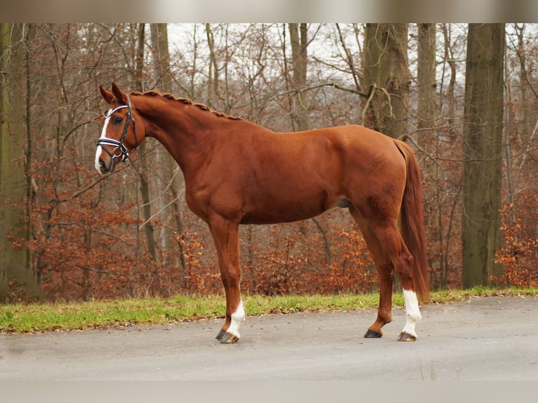 Hannoveriano Caballo castrado 6 años 170 cm Alazán in Gleichen