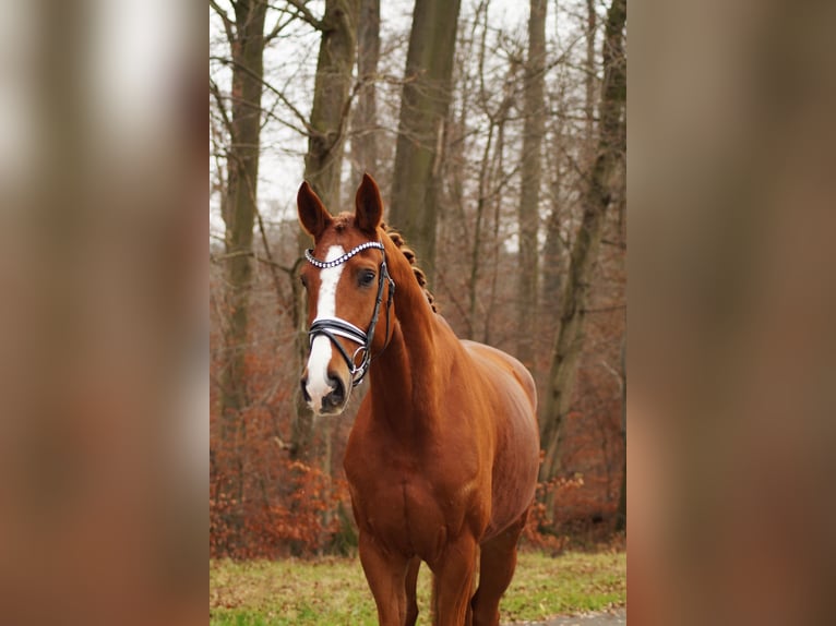 Hannoveriano Caballo castrado 6 años 170 cm Alazán in Gleichen