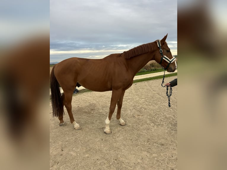 Hannoveriano Caballo castrado 6 años 170 cm Alazán in Pfatter