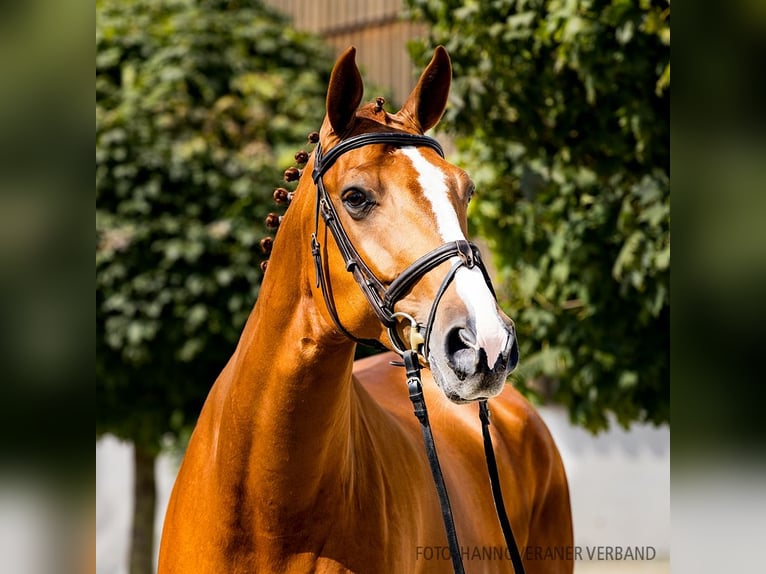 Hannoveriano Caballo castrado 6 años 170 cm Alazán in Verden