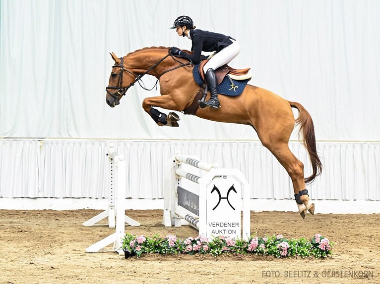 Hannoveriano Caballo castrado 6 años 170 cm Alazán in Verden