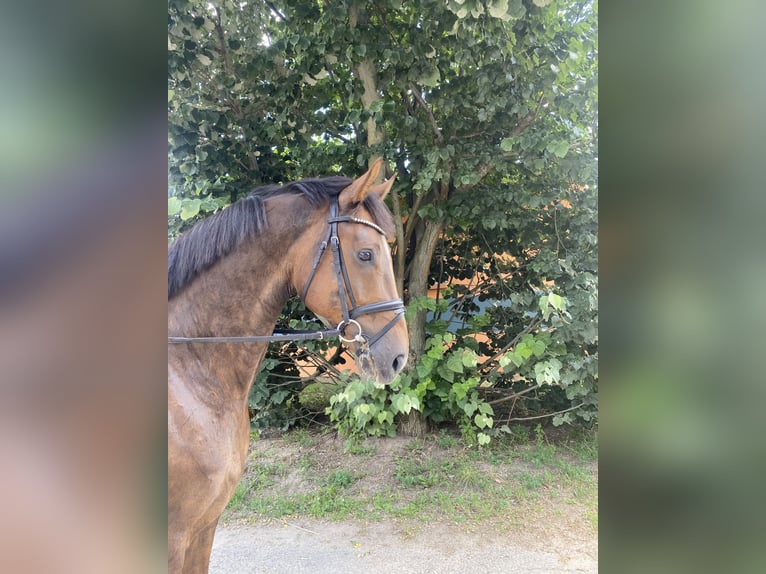 Hannoveriano Caballo castrado 6 años 170 cm Alazán-tostado in Schönwalde -Glien