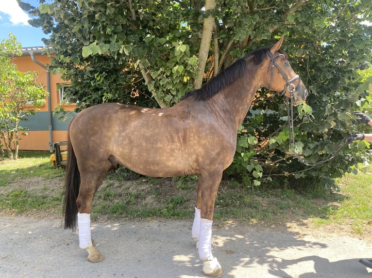 Hannoveriano Caballo castrado 6 años 170 cm Alazán-tostado in Schönwalde -Glien