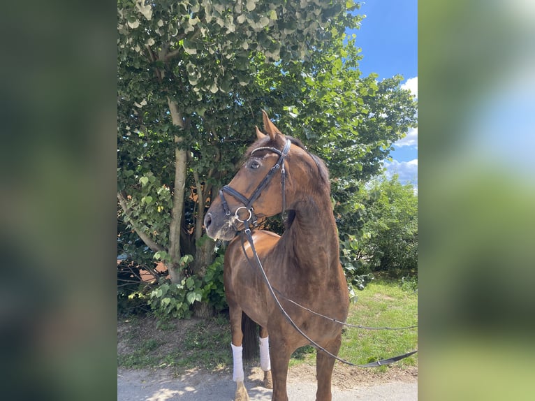 Hannoveriano Caballo castrado 6 años 170 cm Alazán-tostado in Schönwalde -Glien