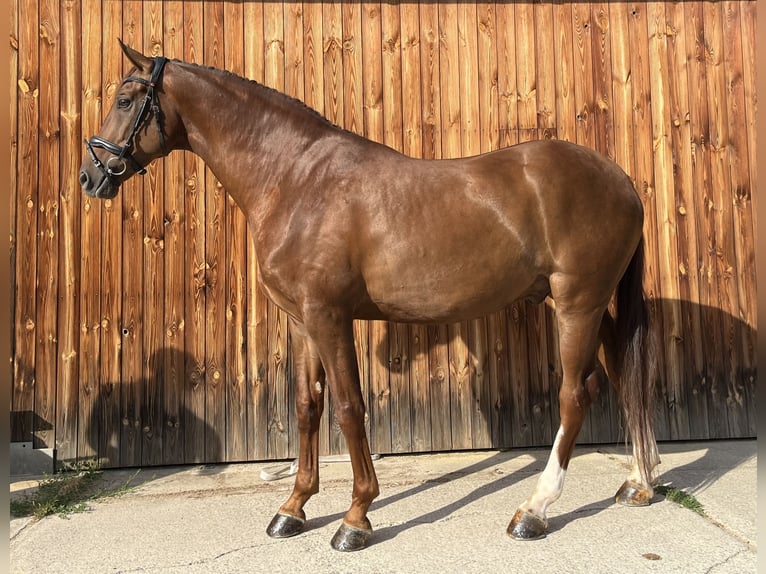 Hannoveriano Caballo castrado 6 años 170 cm Alazán-tostado in Stattegg