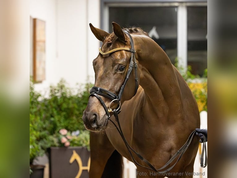 Hannoveriano Caballo castrado 6 años 170 cm Alazán-tostado in Verden