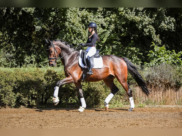 Hannoveriano Caballo castrado 6 años 170 cm Castaño in Riedstadt