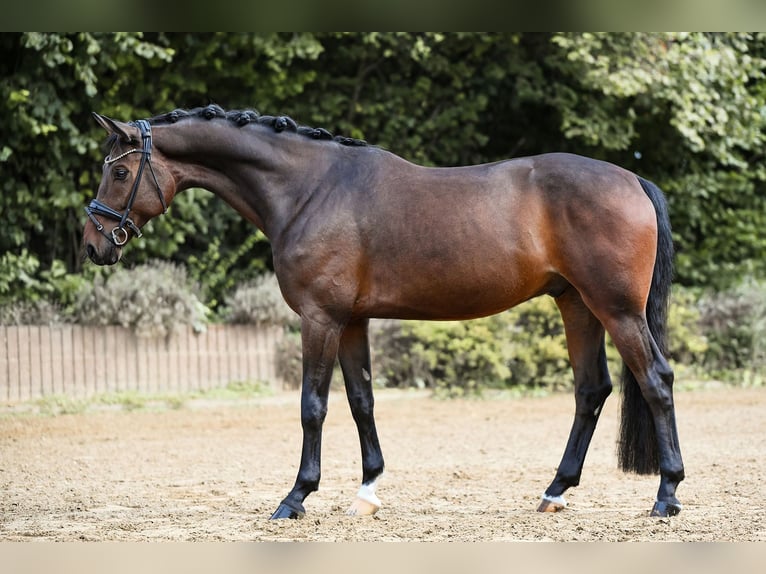 Hannoveriano Caballo castrado 6 años 170 cm Castaño in Riedstadt