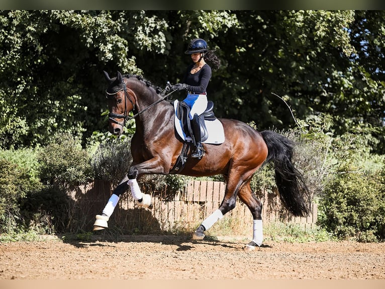 Hannoveriano Caballo castrado 6 años 170 cm Castaño in Riedstadt