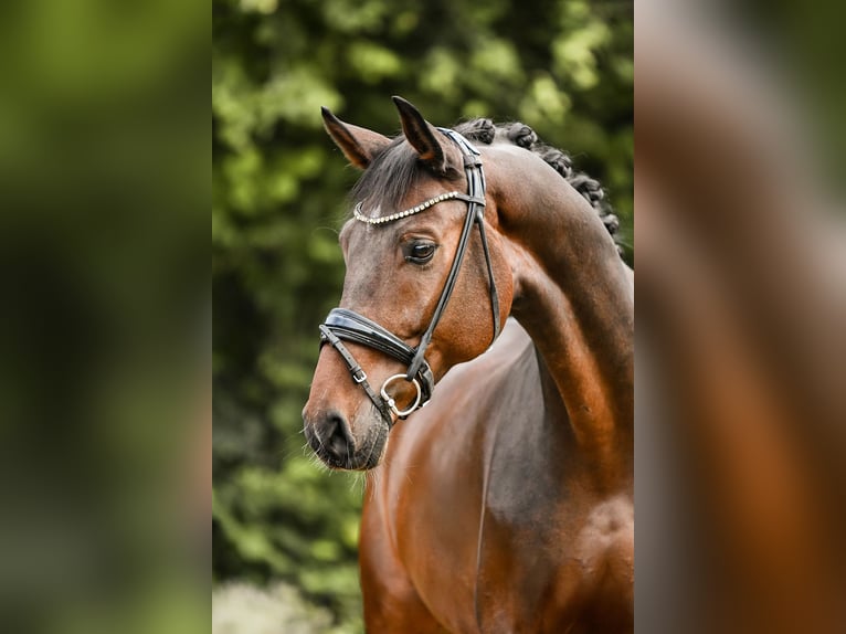 Hannoveriano Caballo castrado 6 años 170 cm Castaño in Riedstadt