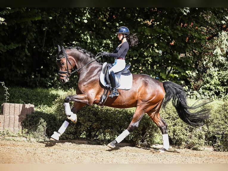 Hannoveriano Caballo castrado 6 años 170 cm Castaño in Riedstadt