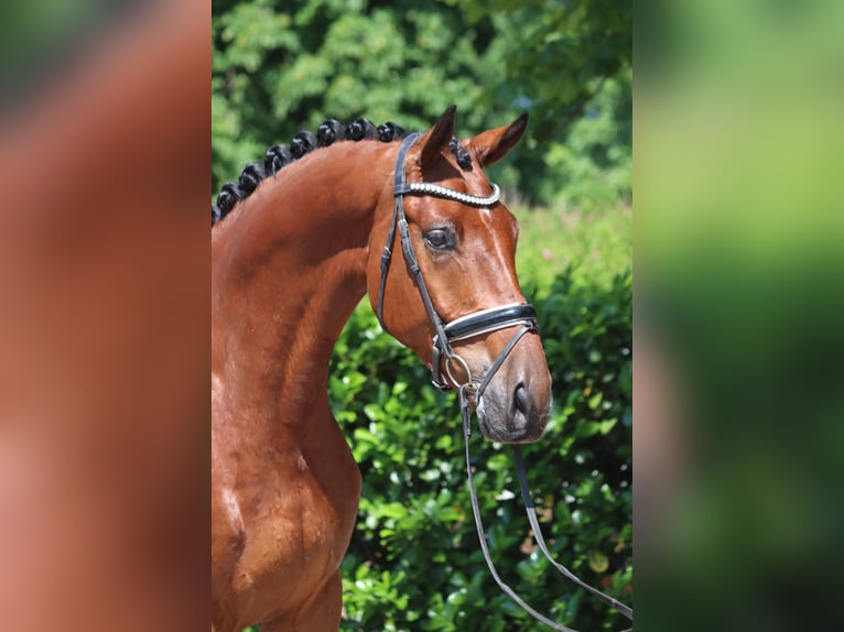 Hannoveriano Caballo castrado 6 años 170 cm Castaño in Selsingen