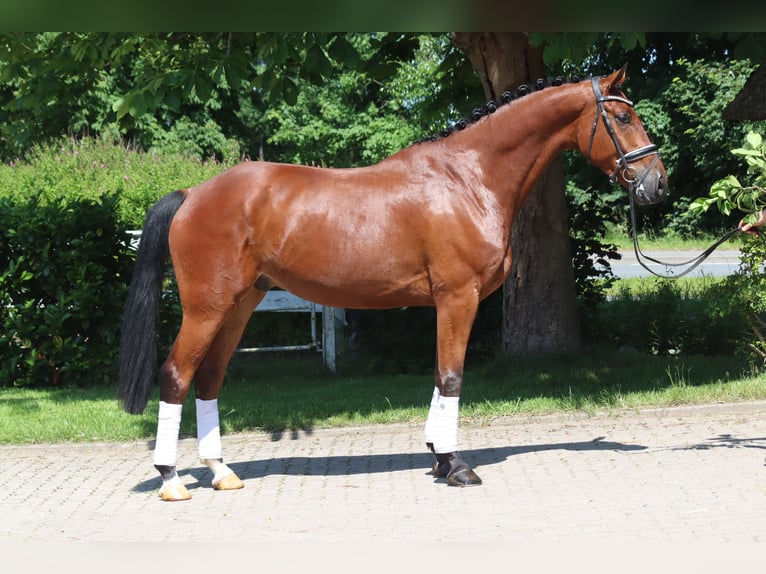 Hannoveriano Caballo castrado 6 años 170 cm Castaño in Selsingen