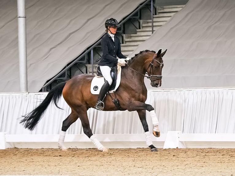 Hannoveriano Caballo castrado 6 años 170 cm Castaño in Verden