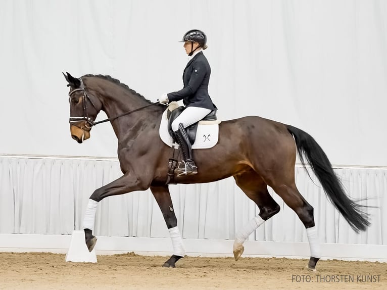 Hannoveriano Caballo castrado 6 años 170 cm Castaño in Verden